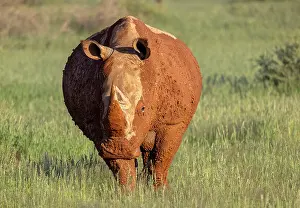 Mariental Prints: White rhino covered in mud, Bagatelle Kalahari Game Ranch, Mariental, Namibia
