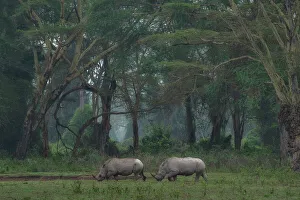 Rainy Season Prints: White rhino in Lake Nakuru National Park, Kenya