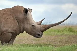 Kenyan Collection: A white rhino with a very long horn. Mweiga, Solio, Kenya