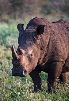 Rhinoceros Prints: White Rhino, Zimanga Private Game Reserve, Natal, South Africa