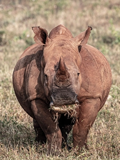 Rhinoceros Prints: White Rhino, Zimanga Private Game Reserve, Natal, South Africa