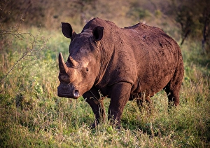 Rhinoceros Prints: White Rhino, Zimanga Private Game Reserve, Natal, South Africa