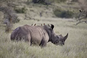 Demetrio Carrasco Gallery: White rhinoceros, Lewa Wildlife Conservancy, Kenya
