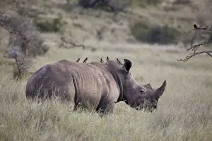 Demetrio Carrasco Prints: White rhinoceros, Lewa Wildlife Conservancy, Kenya