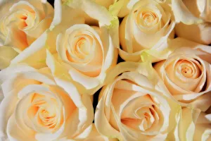 Winnipeg Prints: White rose. (Rosa sp). Horticulture variety). Winnipeg, Manitoba, Canada