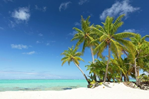 Society Islands Prints: White sand beach, palm tree and sea