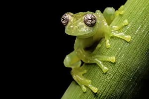 Frogs Of South America Prints: White-spotted Cochran Frog (Sachatamia albomaculata) - captive, Ontario, Canada