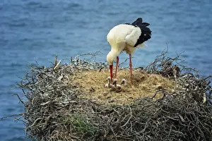 A white stork feeding his cubs. The Parque Natural do Sudoeste Alentejano e Costa