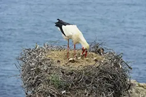 Birdwatching Prints: A white stork feeding his cubs. The Parque Natural do Sudoeste Alentejano e Costa