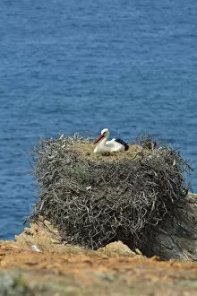 A white storks nest. The Parque Natural do Sudoeste Alentejano e Costa Vicentina