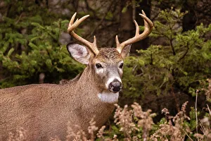 Bucks Prints: White-tailed deer (Odocoileus virginianus)