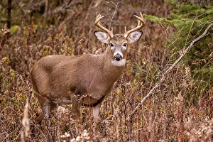Bucks Prints: White-tailed deer (Odocoileus virginianus)