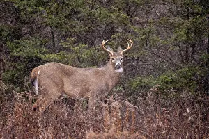 Bucks Prints: White-tailed deer (Odocoileus virginianus)