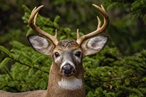 Bucks Prints: White-tailed deer (Odocoileus virginianus)