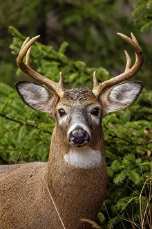 White-tailed deer (Odocoileus virginianus). Buck in autumn rut, Greater Sudbury, Ontario, Canada