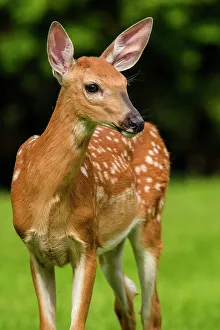 Fawns Prints: White-tailed deer (Odocoileus virginianus)