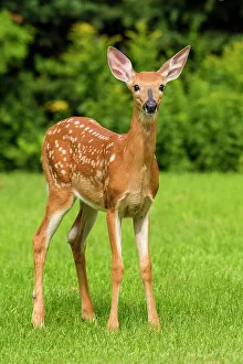Environmental Prints: White-tailed deer (Odocoileus virginianus)