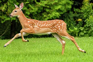 Fawns Prints: White-tailed deer (Odocoileus virginianus)