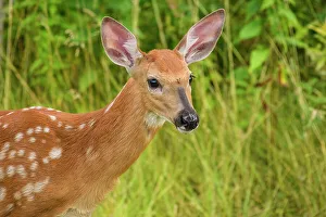 Fawns Prints: White-tailed deer (Odocoileus virginianus)