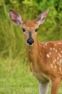 Environmental Prints: White-tailed deer (Odocoileus virginianus)