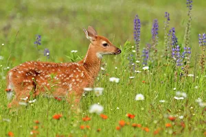 Fawns Prints: White-tailed deer (Odocoileus virginianus) Fawn