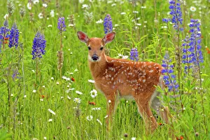 Environmental Prints: White-tailed deer (Odocoileus virginianus) Fawn