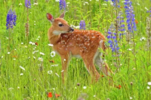 Fawns Prints: White-tailed deer (Odocoileus virginianus) Fawn