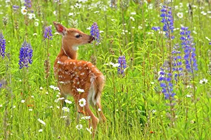 White-tailed deer (Odocoileus virginianus) Fawn, captive raised, Minnesota wildlife Connection, Sandstone, Minnesota, USA