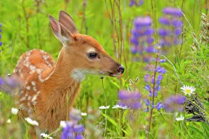 White-tailed deer (Odocoileus virginianus) Fawn, captive raised, Minnesota wildlife Connection, Sandstone, Minnesota, USA