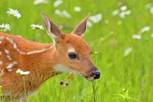 Environmental Prints: White-tailed deer (Odocoileus virginianus) Fawn