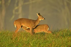 White-tailed deer (Odocoileus virginianus) Fawn and doe, Great Smoky Mountains NP, Tennessee, USA
