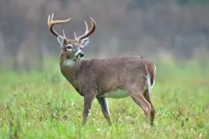 Q3 2024 Prints: white-tailed deer (Odocoileus virginianus) Male/buck/stag in Cades Cove with autumn antlers