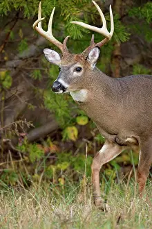 white-tailed deer (Odocoileus virginianus) Male/buck/stag in Cades Cove with autumn antlers, Great Smoky Mountains NP, Tennessee, USA