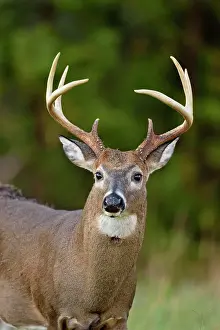 Environmental Prints: white-tailed deer (Odocoileus virginianus) Male/buck/stag in Cades Cove with autumn antlers