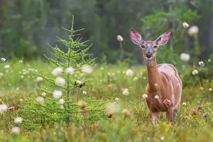 Deer Prints: White-tailed Deer (Odocoileus virginianus) on peat bog in Muskoka, Ontario, Canada