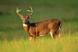 Q3 2024 Prints: White-tailed deer (Odocoileus virginianus) Stag/buck in Cades Cove