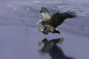 Images Dated 17th February 2021: White-tailed Eagle (Haliaeetus albicilla) in flight over sea ice, Nemuro Strait, Hokkaido