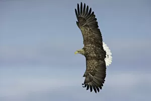 Bird Gallery: White-tailed Eagle (Haliaeetus albicilla) in flight, Hokkaido, Japan