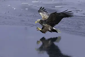 White-tailed Eagle (Haliaeetus albicilla) in flight over sea ice, Nemuro Strait, Hokkaido