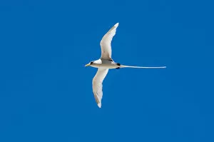 Images Dated 24th March 2021: White-tailed tropicbird (Phaethon lepturus), Fregate Island, Seychelles