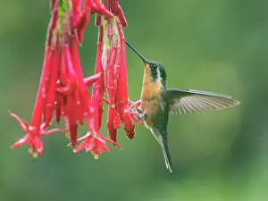 Flying Prints: White-throated Mountain-gem (Lampornis castaneoventris)