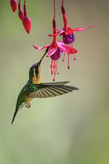 Flying Prints: White-throated mountain-gem (Lampornis castaneoventris)