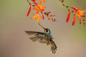 Flying Prints: White-throated mountain-gem (Lampornis castaneoventris)