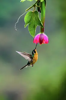Flying Prints: White-throated mountain-gem (Lampornis castaneoventris)