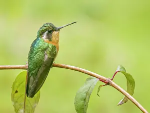 Copey District Prints: White-throated Mountain-gem (Lampornis castaneoventris) female