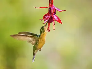 Flying Prints: White-throated Mountain-gem (Lampornis castaneoventris) female