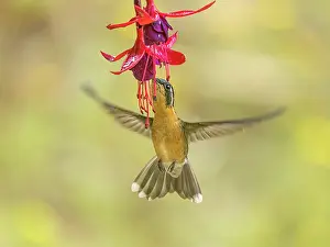 Copey District Prints: White-throated Mountain-gem (Lampornis castaneoventris) female