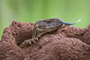 Termite Mound Prints: A white-throated savanna monitor lizard flicks out its long blue forked tongue