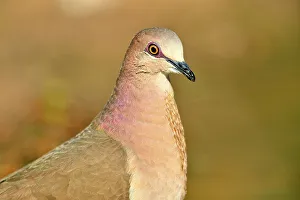 Camouflage Prints: White-tipped Dove (Leptotila verreauxi), Rio Grande City, Texas, USA