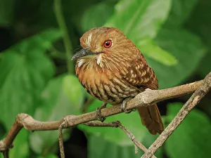 White-whiskered Puffbird (Malacoptila panamensis), Orotino, Alajuela, Costa Rica